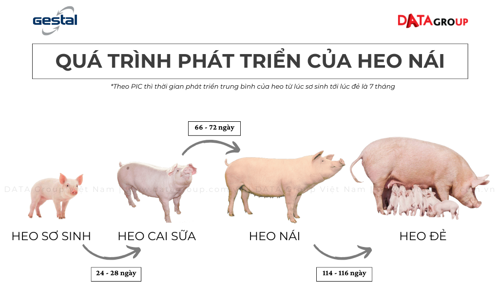 Qua trinh phat trien heo nai va Thiet bi cho heo an chinh xac Gestal 1